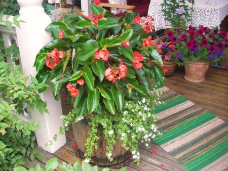 gallery_13303_4127_49266.jpg