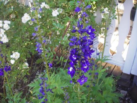 gallery_13303_4093_1359.jpg