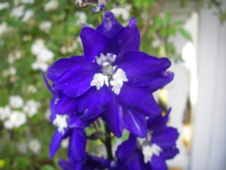 gallery_13303_4093_31051.jpg