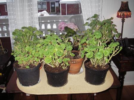 gallery_13303_4094_139766.jpg