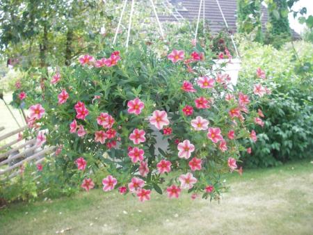 gallery_13303_4096_24591.jpg
