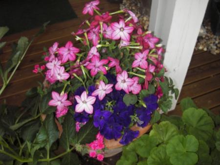 gallery_13303_4096_42548.jpg