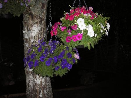 gallery_13303_4096_51052.jpg