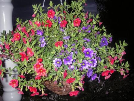 gallery_13303_4096_87739.jpg