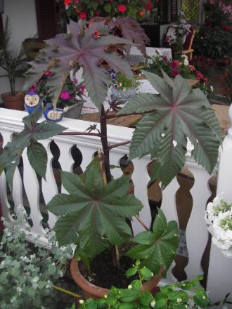 gallery_13303_4097_75712.jpg