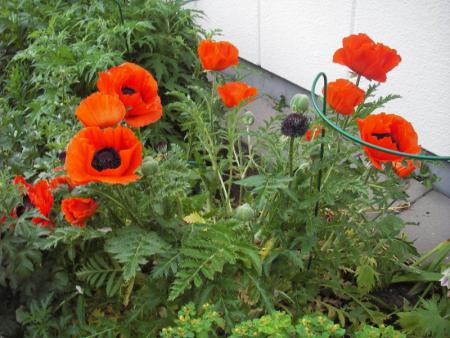 gallery_13303_4099_136008.jpg