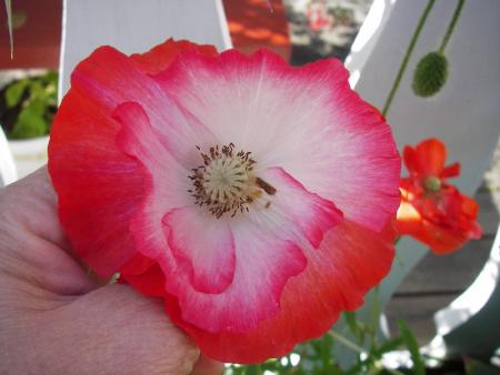 gallery_13303_4099_48498.jpg