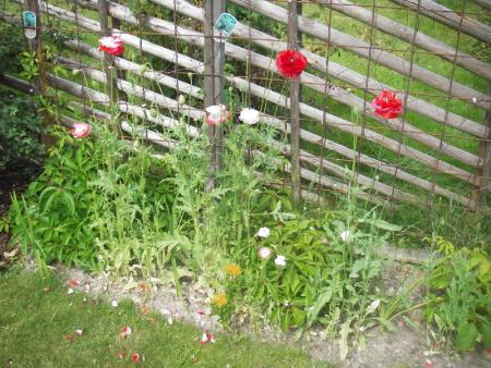 gallery_13303_4099_75938.jpg