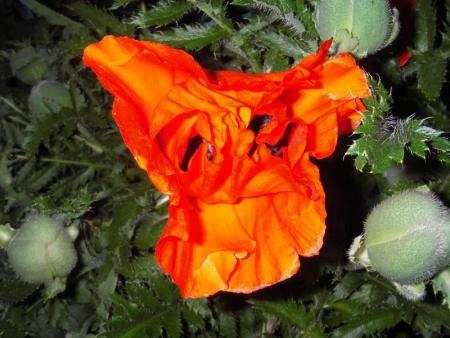 gallery_13303_4099_86042.jpg