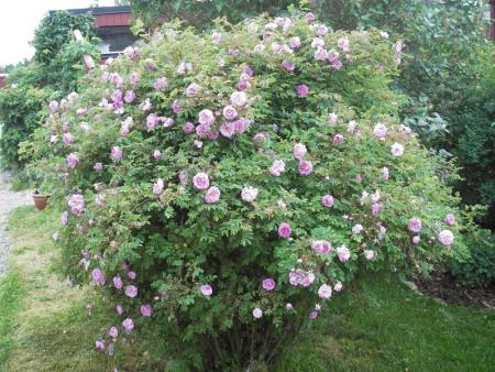 gallery_13303_4101_150114.jpg
