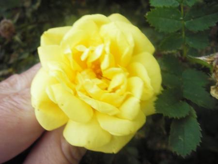 gallery_13303_4101_21445.jpg