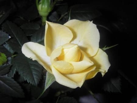 gallery_13303_4101_24509.jpg