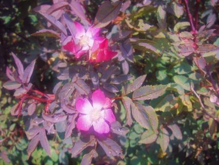 gallery_13303_4101_6308.jpg