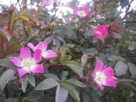 gallery_13303_4101_74603.jpg