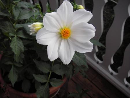 gallery_13303_4105_43816.jpg