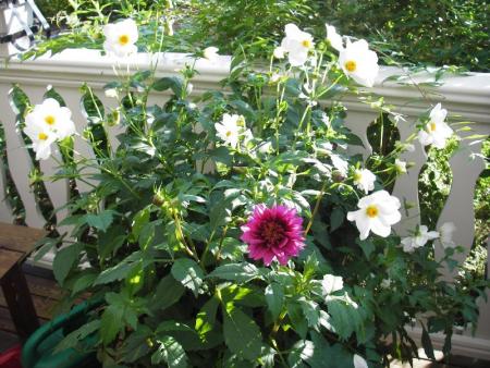 gallery_13303_4105_63478.jpg