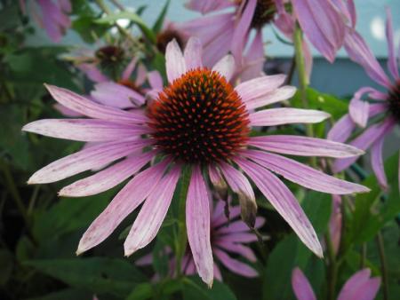gallery_13303_4114_44258.jpg