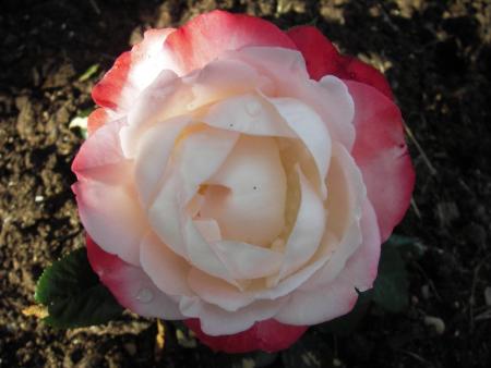 gallery_13303_4101_36720.jpg