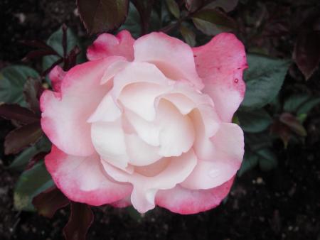 gallery_13303_4101_49887.jpg