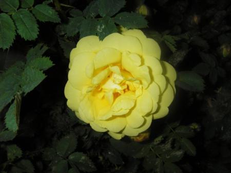 gallery_13303_4101_53760.jpg
