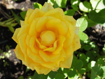 gallery_13303_4101_66594.jpg