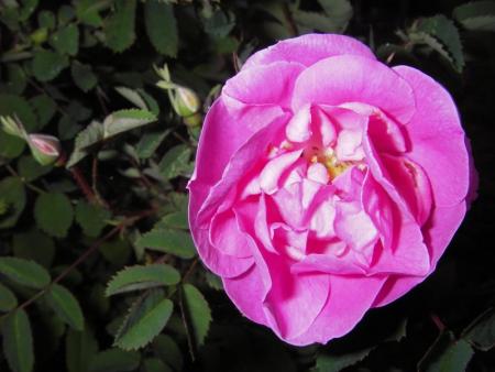 gallery_13303_4101_76785.jpg