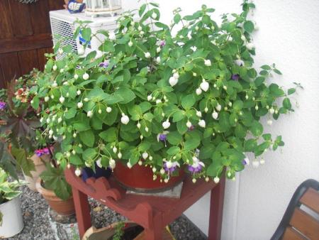 gallery_13303_4104_105537.jpg
