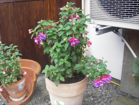 gallery_13303_4104_108820.jpg
