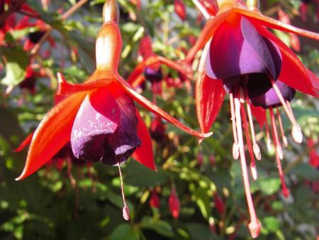gallery_13303_4104_21217.jpg