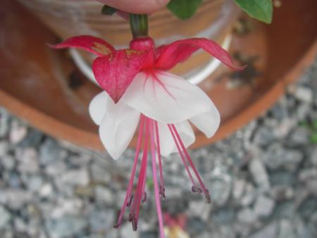 gallery_13303_4104_23253.jpg