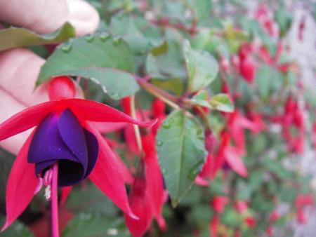 gallery_13303_4104_31324.jpg