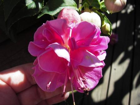 gallery_13303_4104_54547.jpg