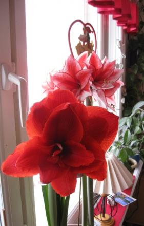 gallery_23204_4132_22038.jpg