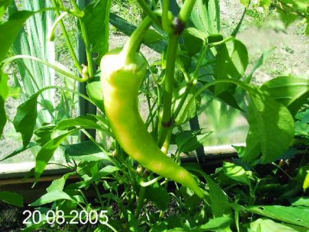 gallery_6489_4129_28890.jpg