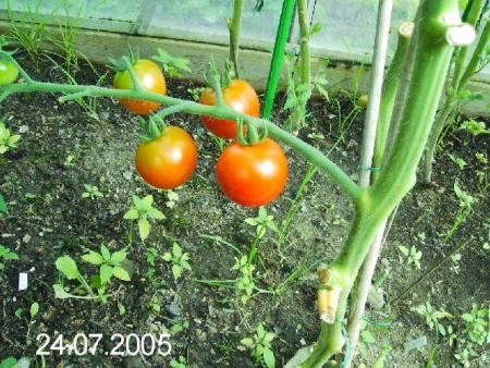 gallery_6489_4129_33794.jpg