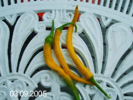 gallery_6489_4129_4363.jpg