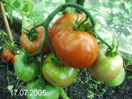 gallery_6489_4129_54687.jpg