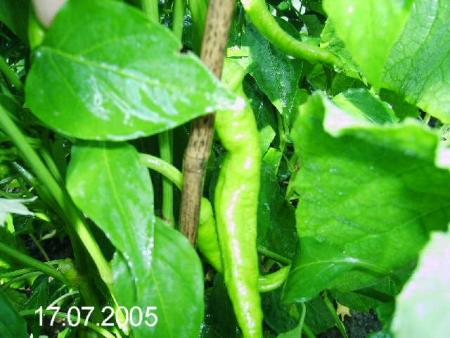 gallery_6489_4129_7144.jpg