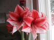 tn_gallery_23204_4132_66366.jpg
