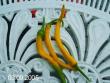 tn_gallery_6489_4129_4363.jpg
