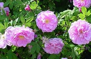 gallery_6005_4135_25854.jpg