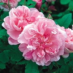 gallery_6005_4136_1218.jpg