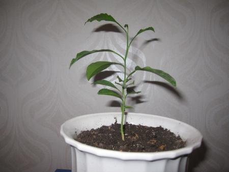 gallery_25317_4133_23007.jpg