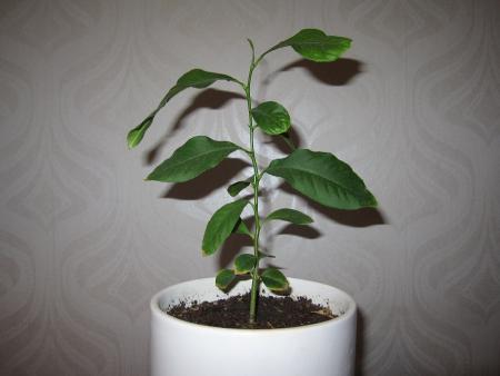 gallery_25317_4133_37050.jpg