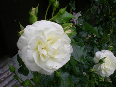 gallery_6005_4135_16223.jpg
