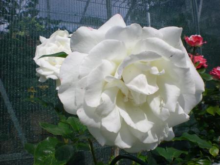 gallery_6005_4135_188410.jpg