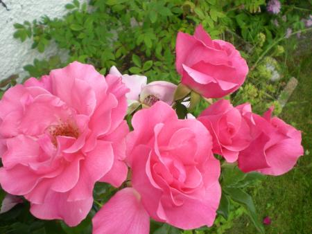 gallery_6005_4135_21436.jpg