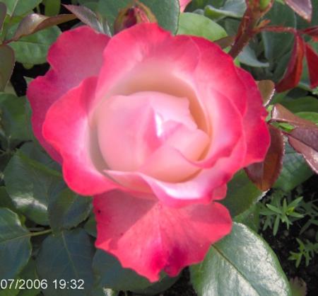 gallery_6005_4135_77592.jpg