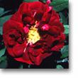 tn_gallery_6005_3695_82016.jpg