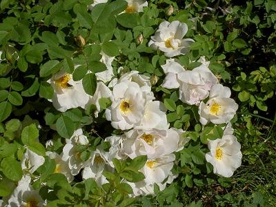 gallery_6005_4135_26750.jpg